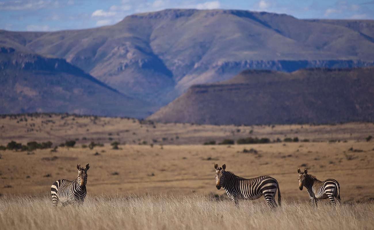 Zebras in der Großen Karoo