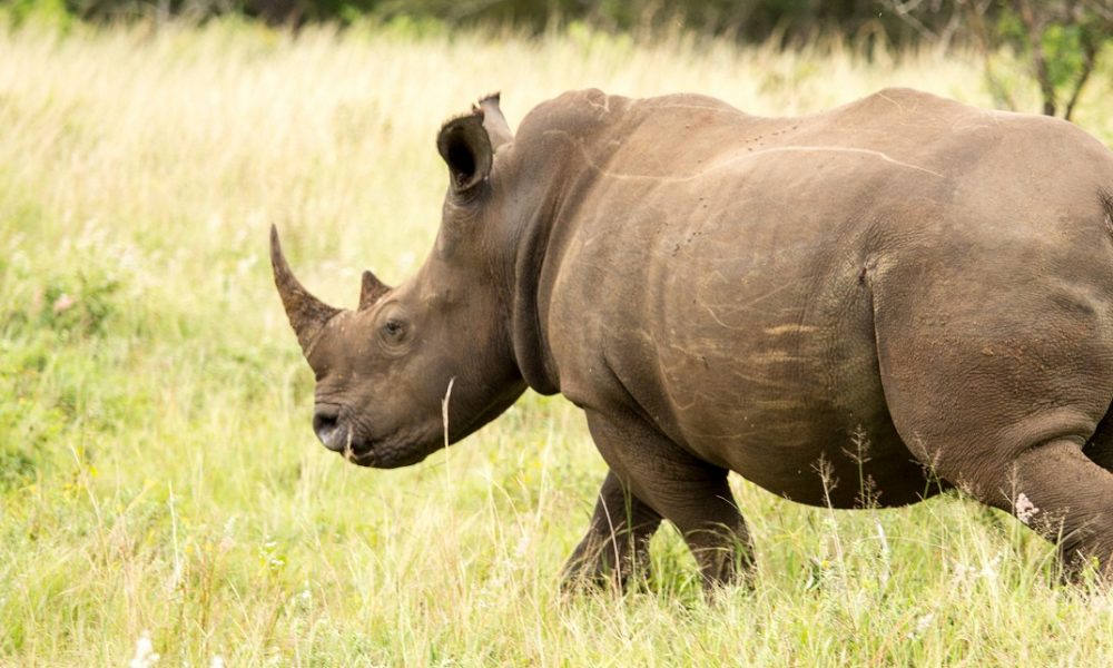Rundreise Höhepunkte von KwaZulu Natal