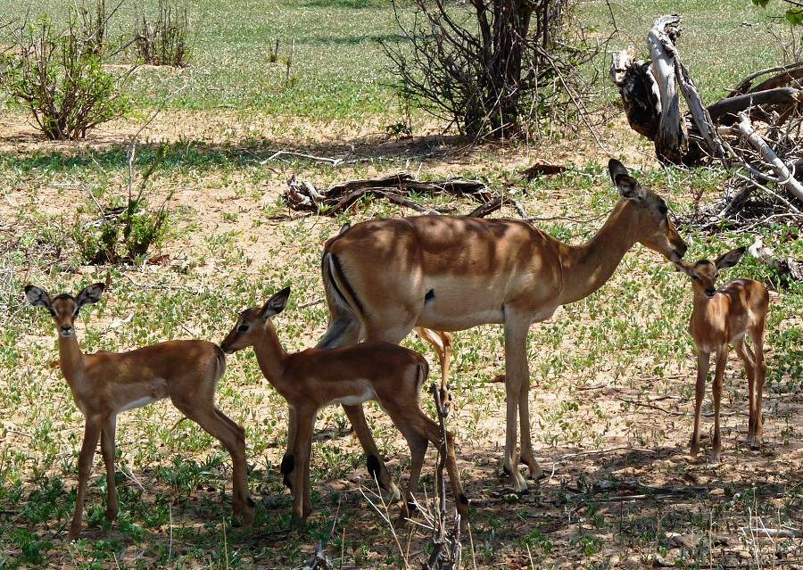 Babyimpalas in Botswana