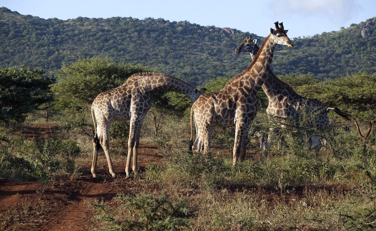 Giraffen im Hluhluwe