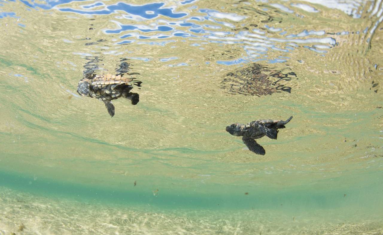 Schildkröter im klaren Meer von KwaZulu Natal