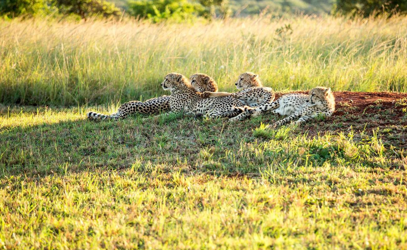 Geparden in KwaZulu Natal