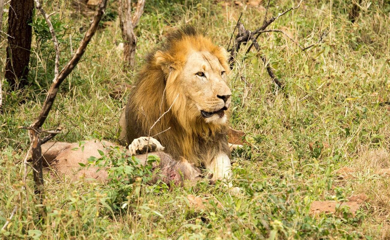 Löwe im Nambiti Game Reserve