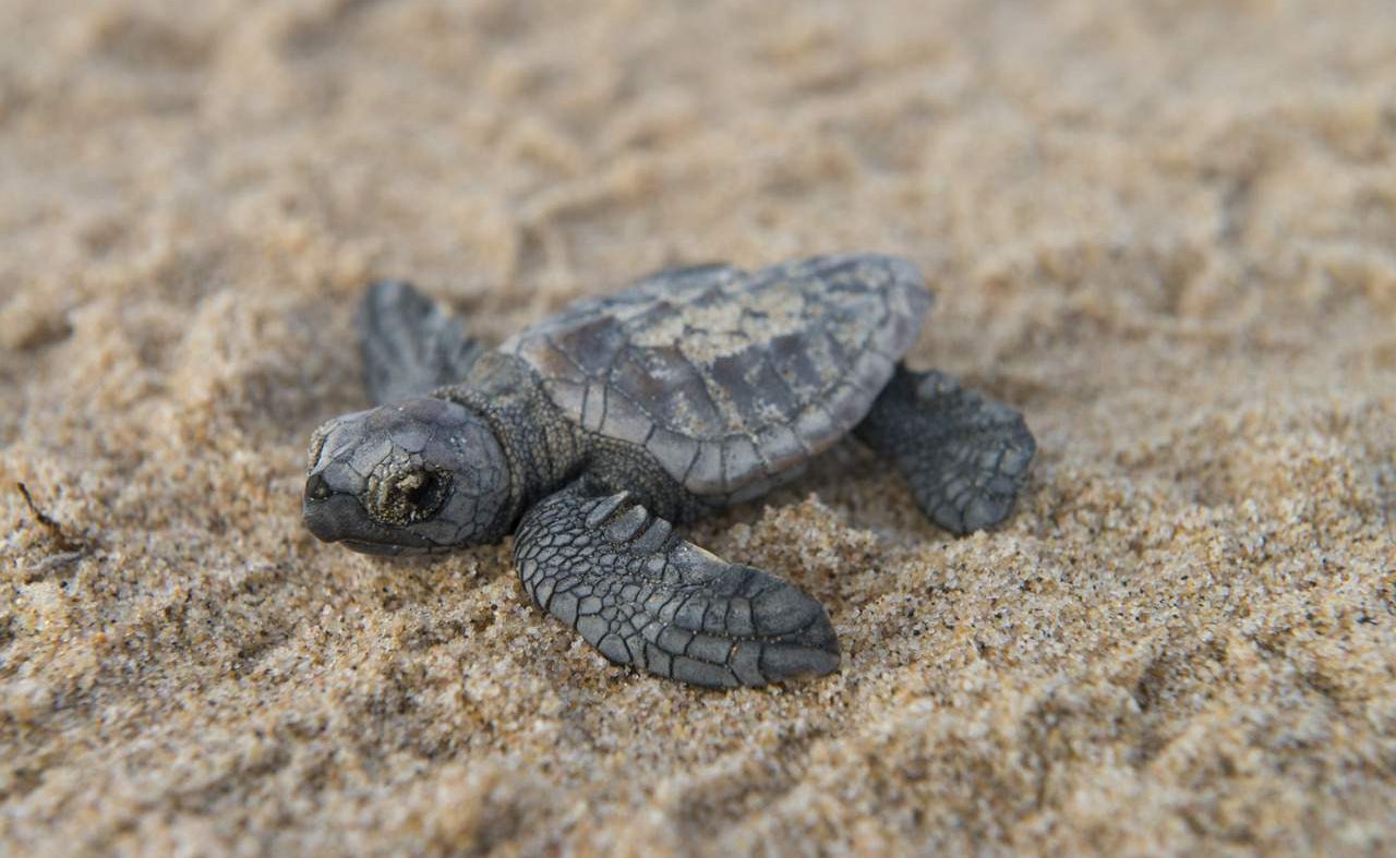 Schildkröte im St. Lucia KwaZulu Natal