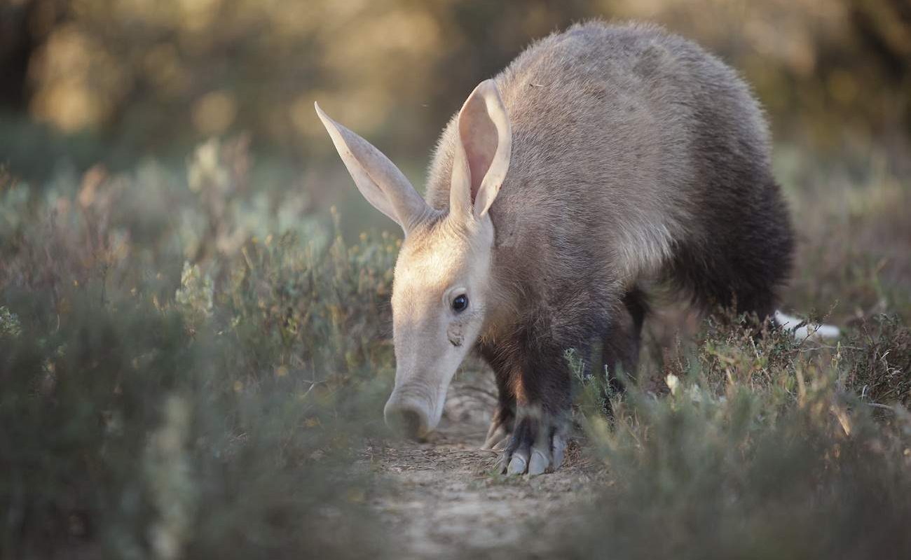 Ardvaark im Samara Private Game Reserve