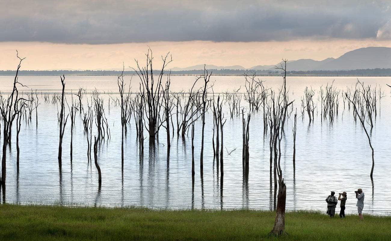Bäume im Lake Kariba Simbabwe