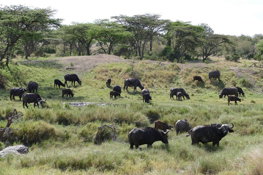 Büffelherde in der Masai Mara