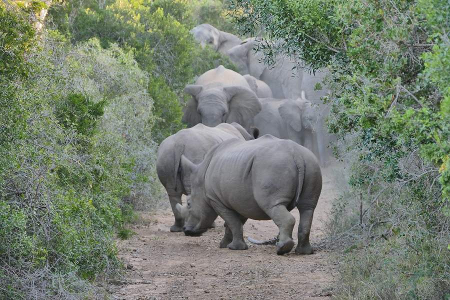 Nashörner und Elefanten im privaten Wildreservat Kariega Südafrika