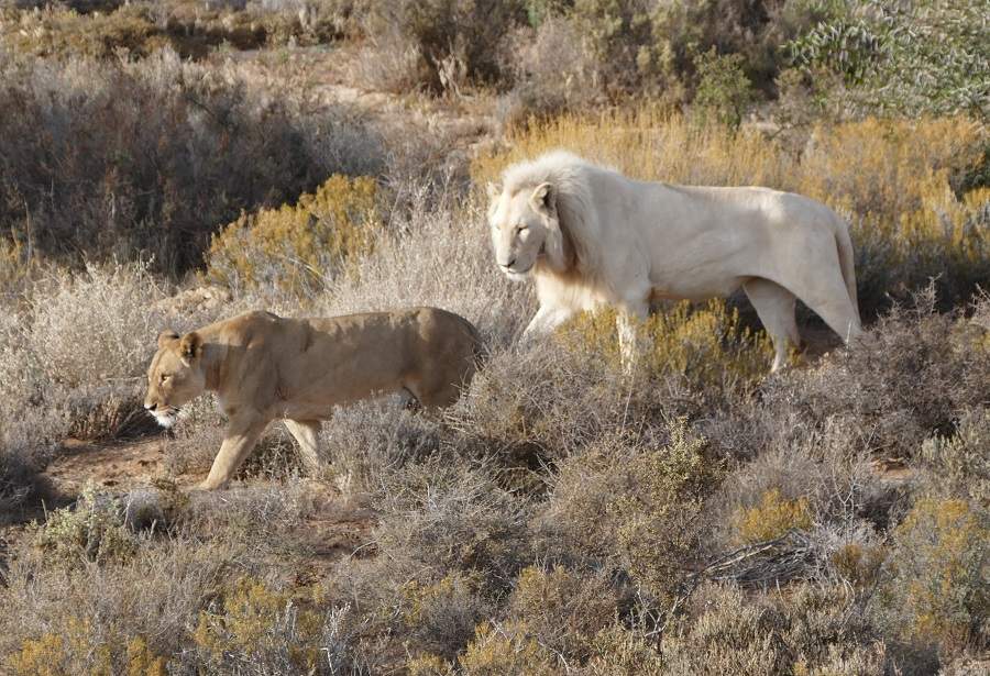 Weiße Löwen in Sanbona in Südafrika