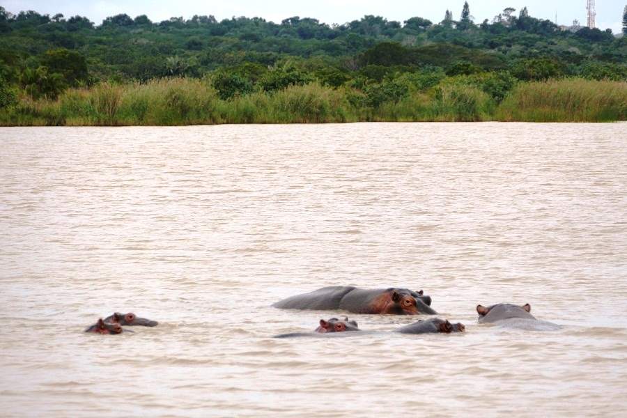 Hippos im St. Lucia Estuary