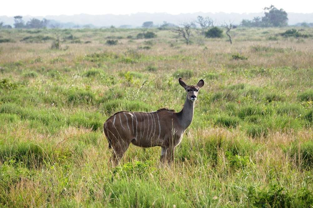 Nyala im iSimangaliso Wetland Park