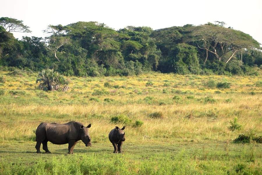 Nashorn im iSimangaliso Wetland Park