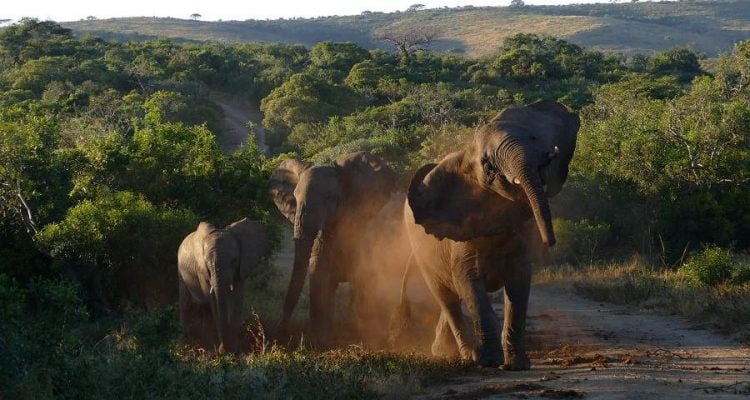 Die schönsten Bilder aus KwaZulu Natal: Elefanten Hluhluwe