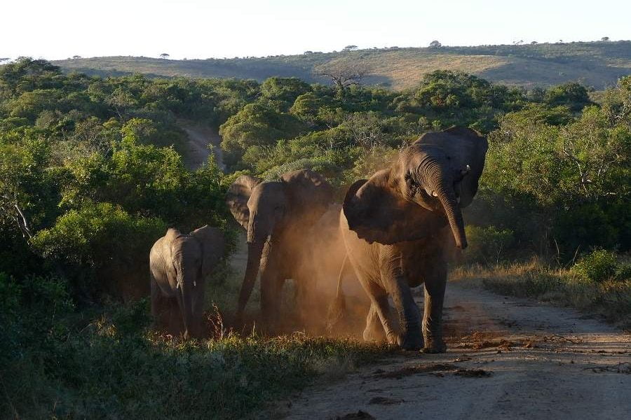 Die schönsten Bilder aus KwaZulu Natal: Elefanten Hluhluwe