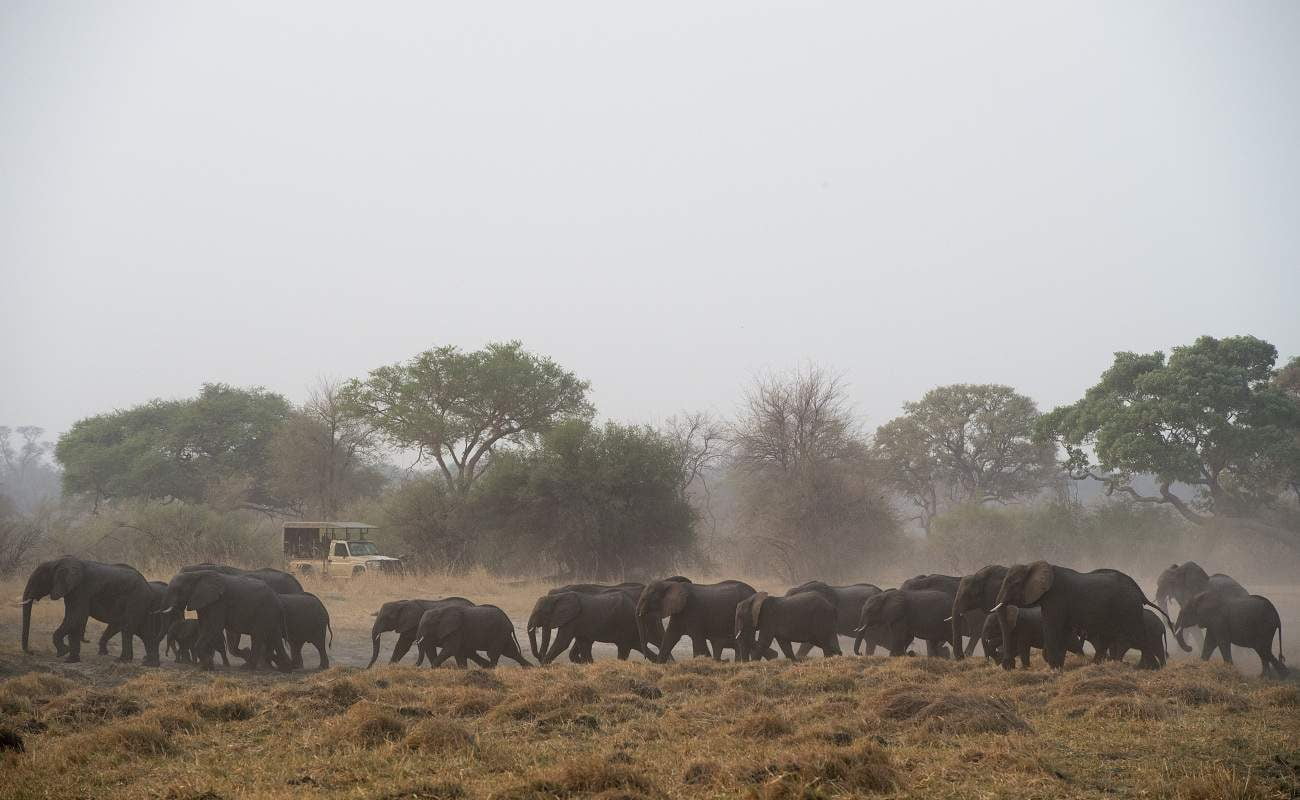 Elefantenherden im Bwabwata Nationalpark