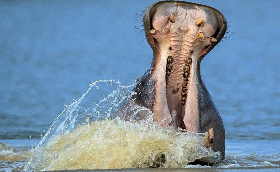 Nilpferd im Grünen Namibia im Caprivi Streifen