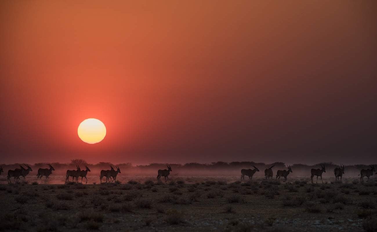 Namibia für Genießer - Sonnenuntergang im Etosha