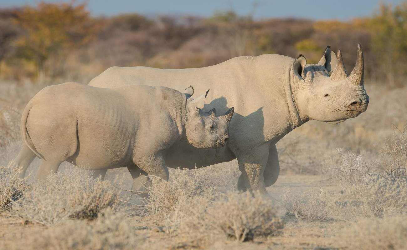 Nashorn im Etosha Nationalpark