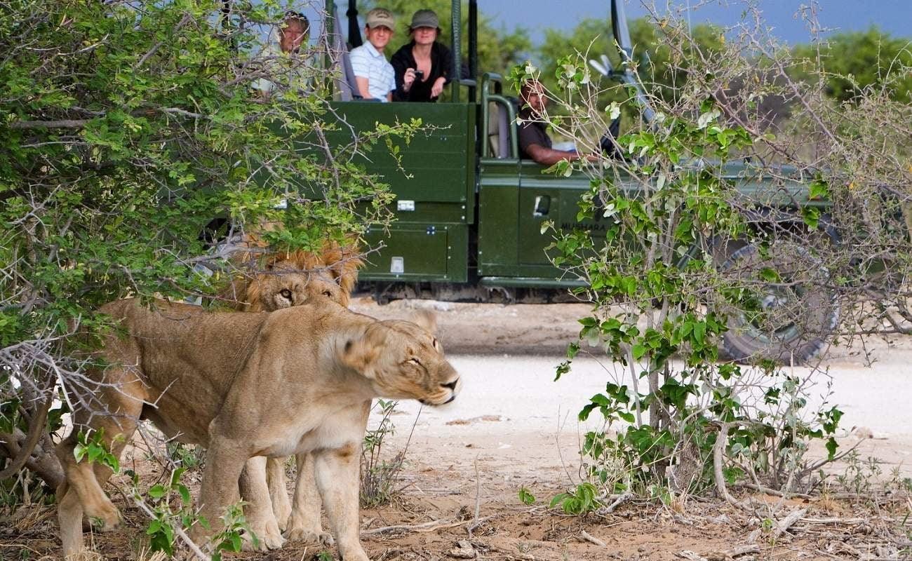 Löwe im Etosha East