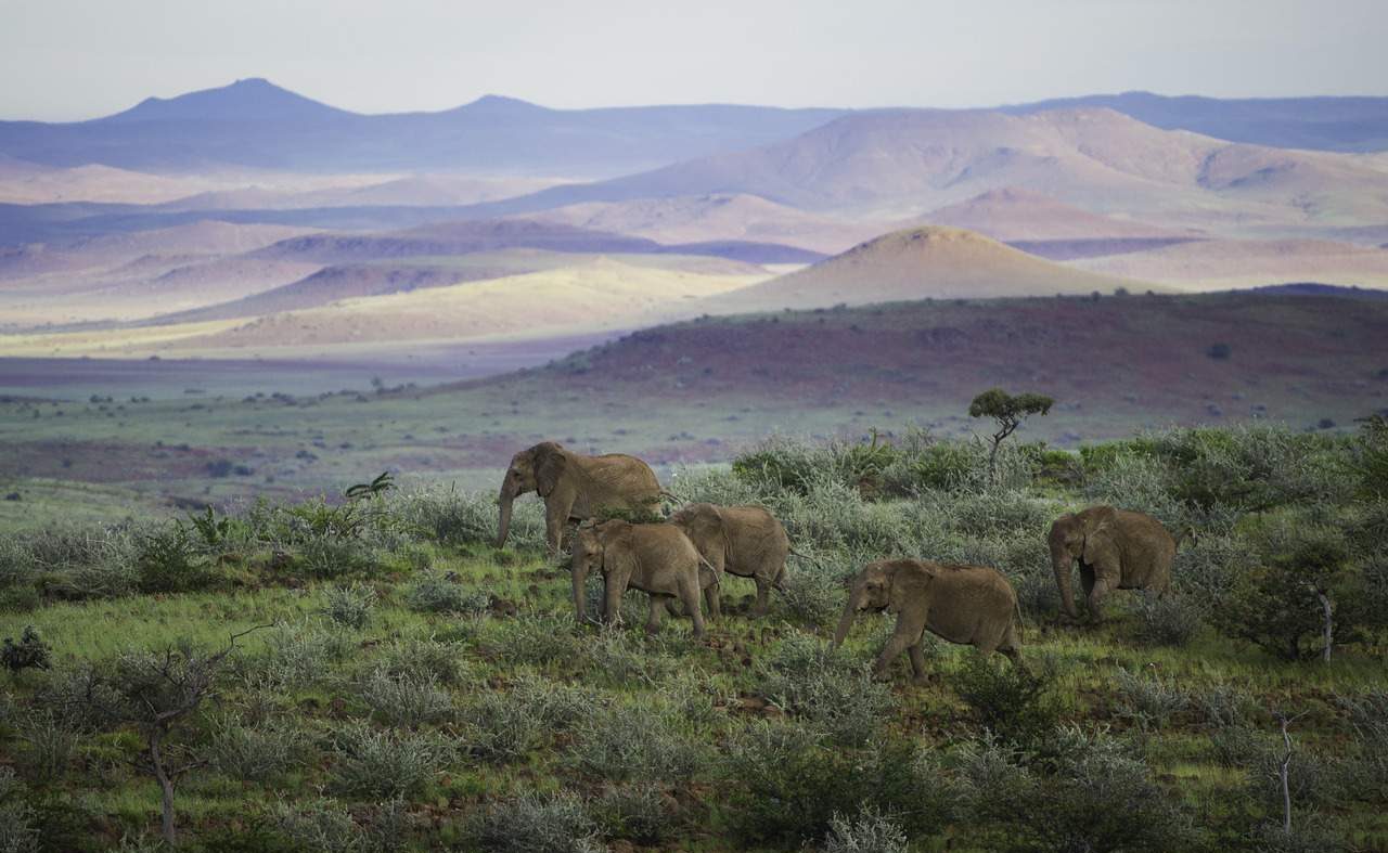 Elefanten im Damaraland