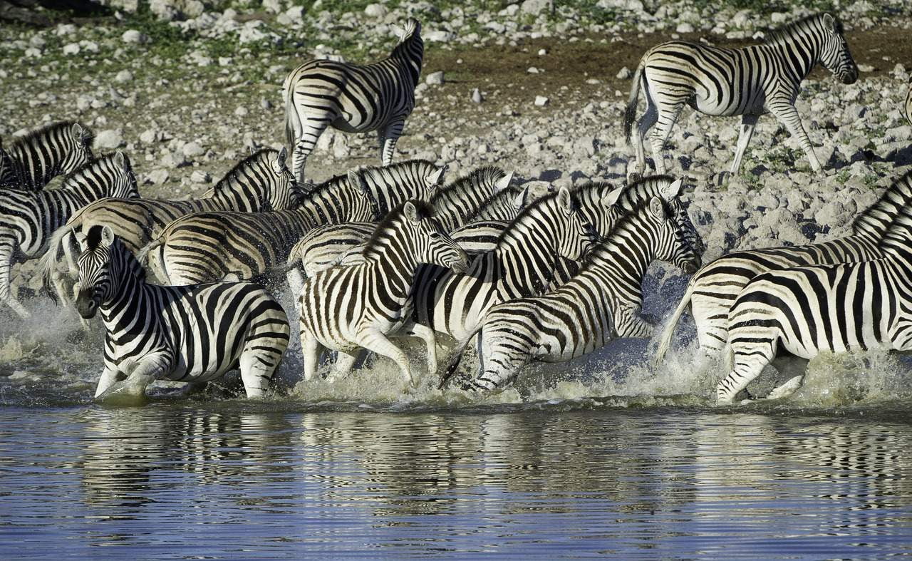 Etosha - Höhepunkt jeder Rundreise in Namibia