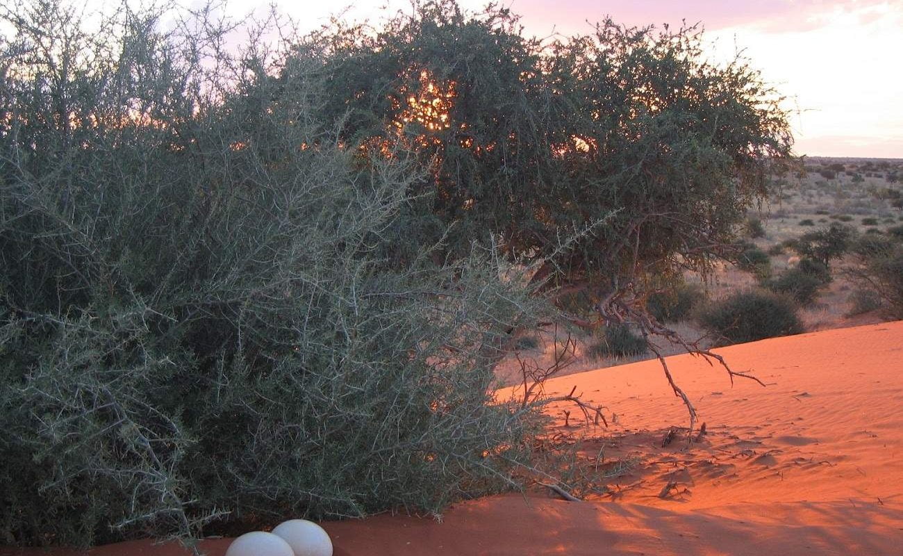 Auftakt der Namibia Rundreise in der Kalahari