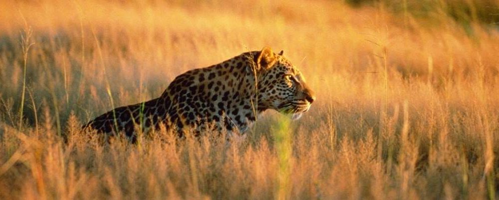 Okonjima Africat Foundation Namibia