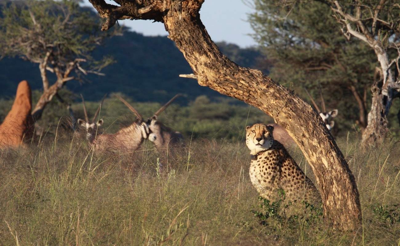 Tiere im privaten Okonjima Wildreservat