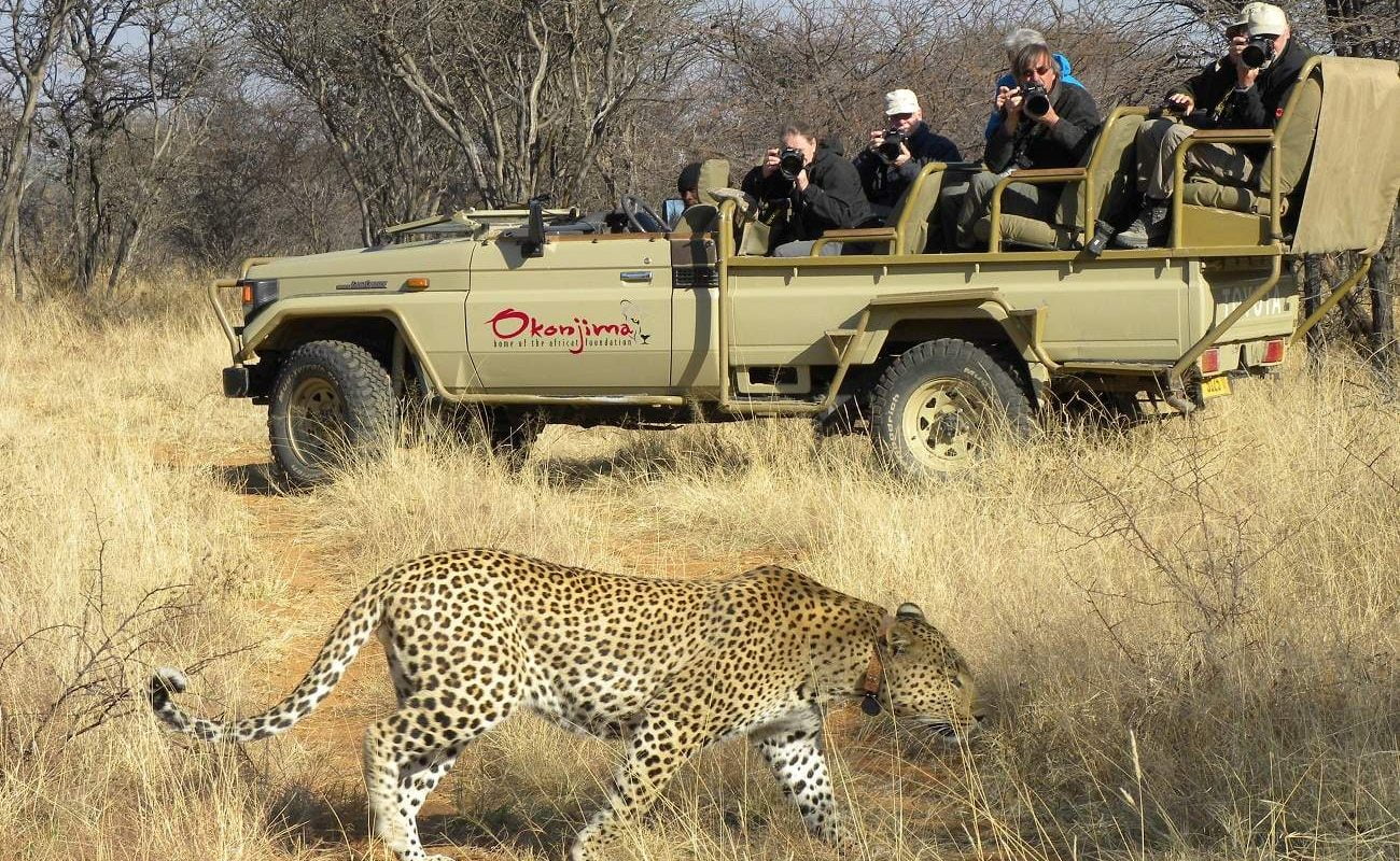Leoparden Beobachtung in Namibia