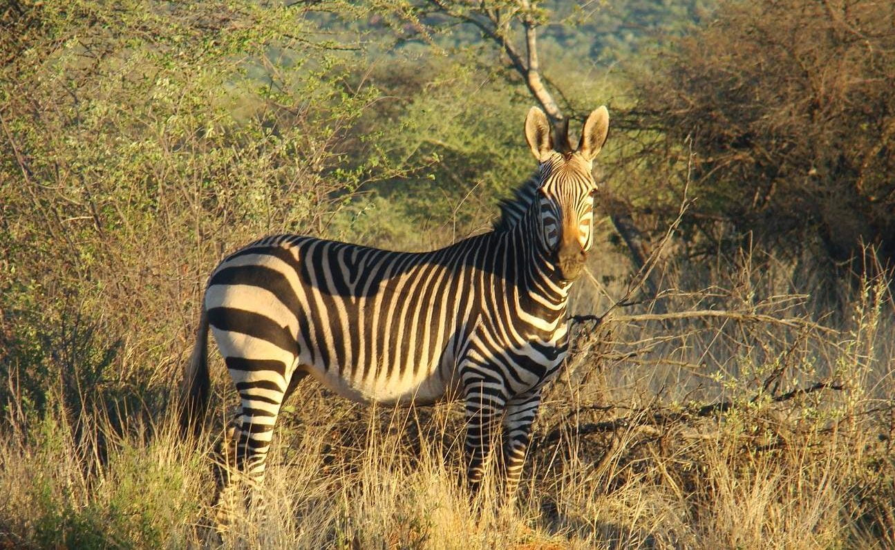 Zebra in Okonjima