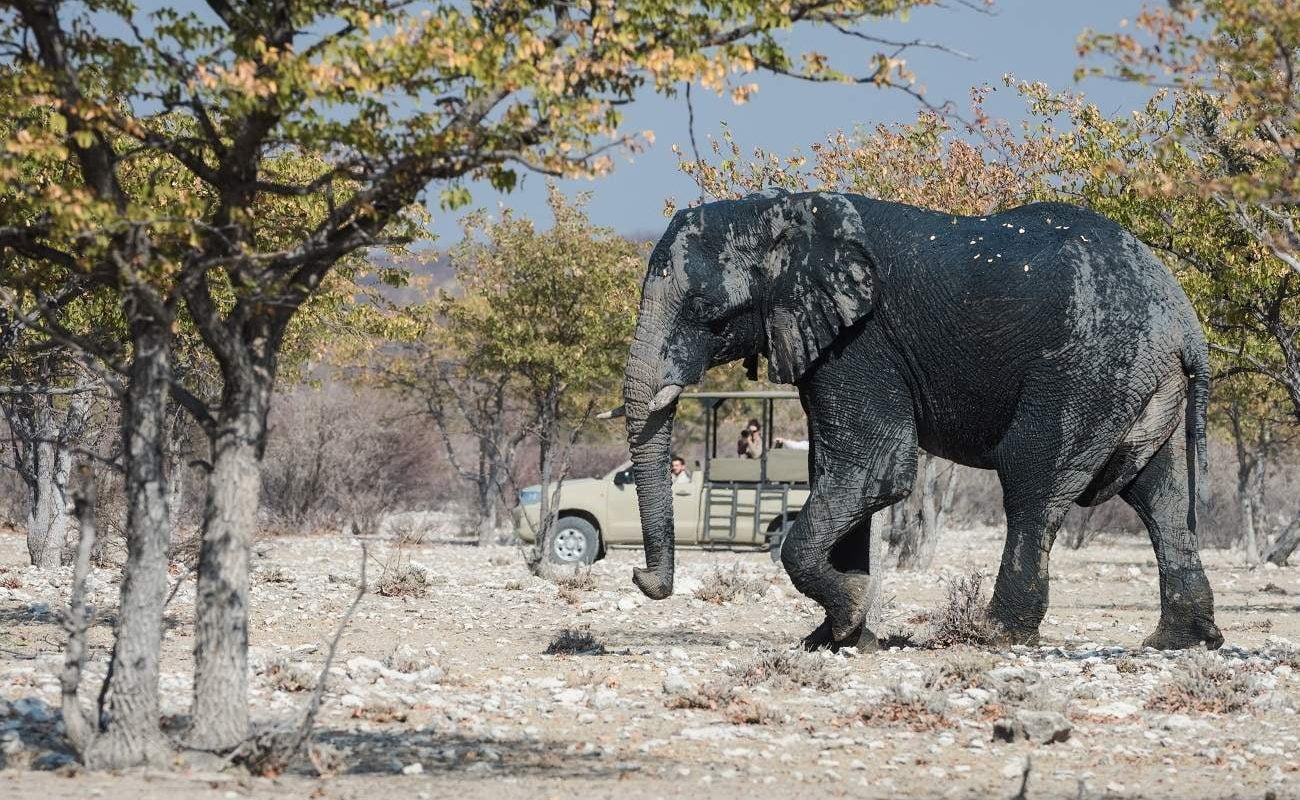 Pirschfahrt in Etosha Heights