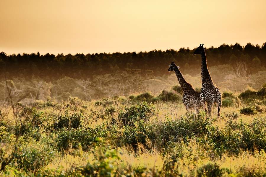 Giraffen im iSimangaliso
