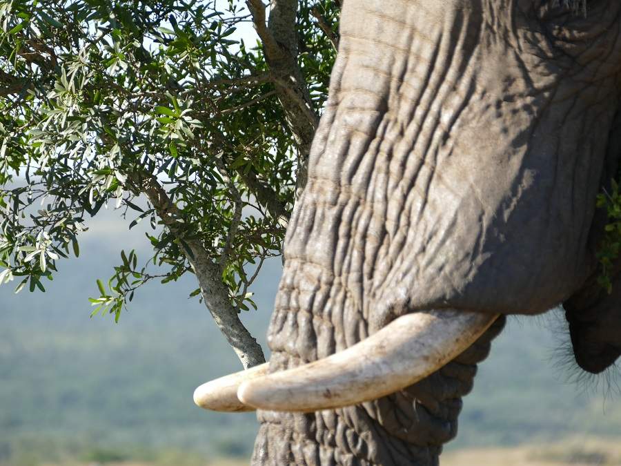 Elefant im Hluhluwe