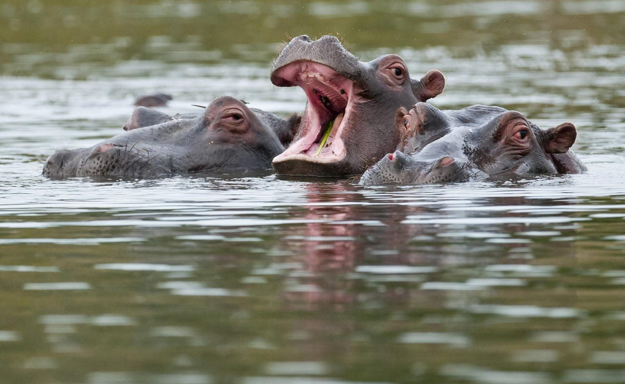 Hippos im Chobe River