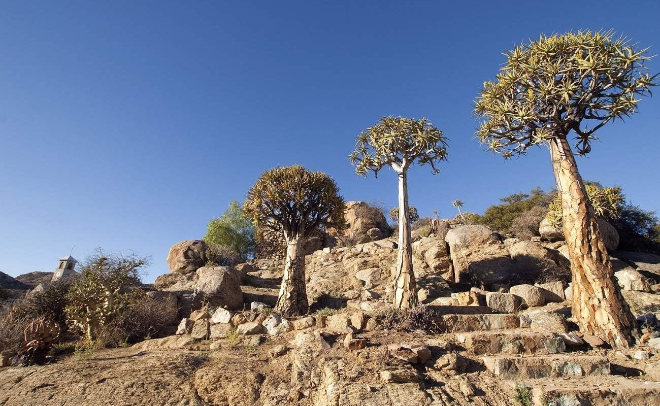 Köcherbäume in Namaqualand
