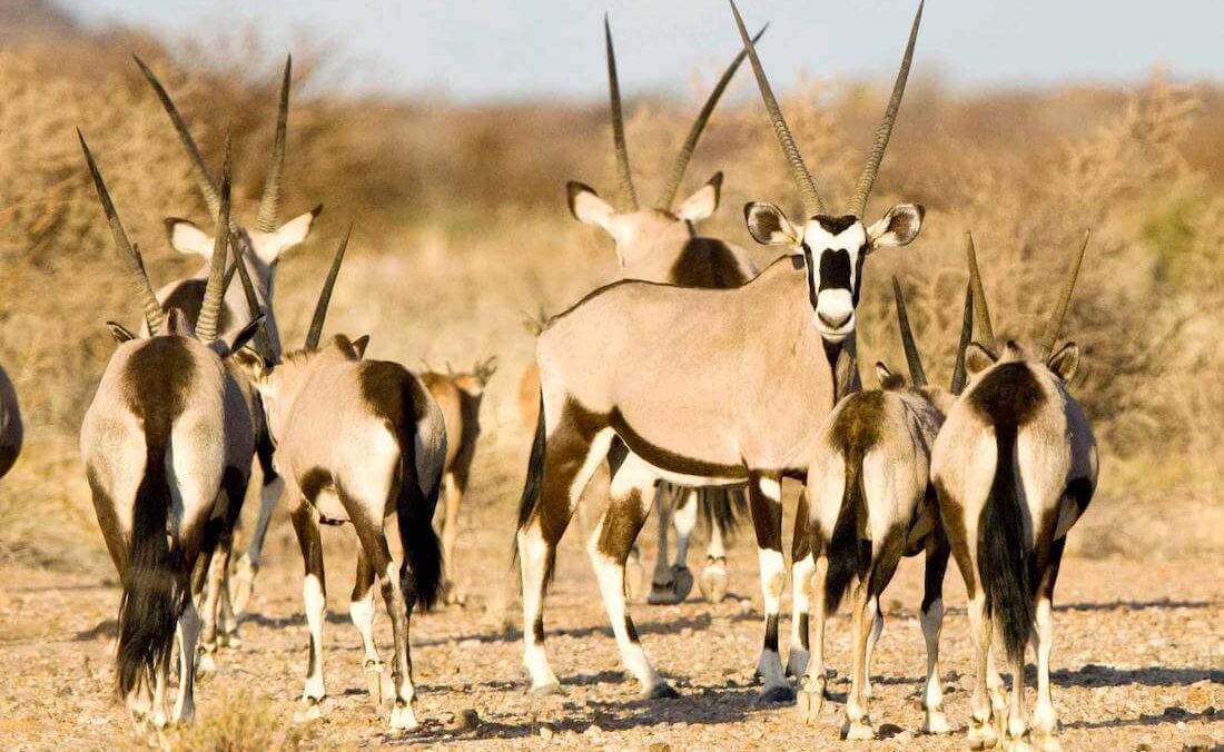 Oryx in der Kalahari