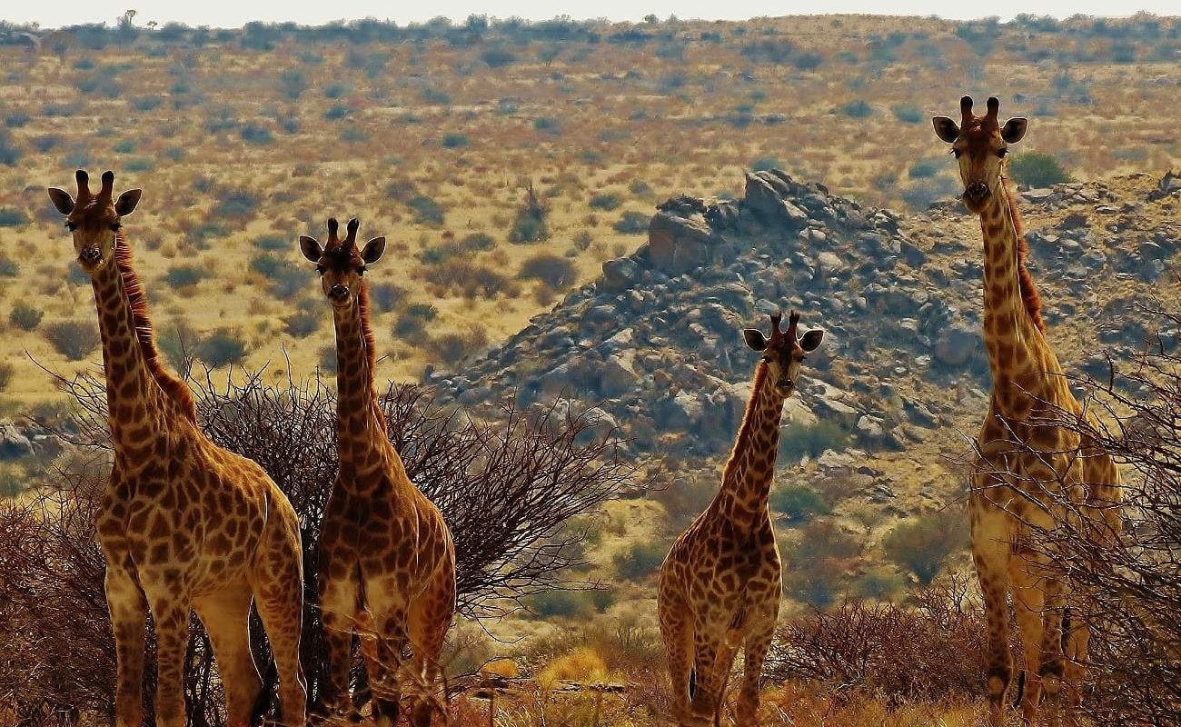 Pirschfahrt in der Kalahari mit Giraffen in Tutwa