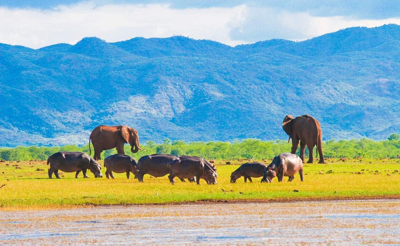 Elefanten und Hippos im Matusadona National Park