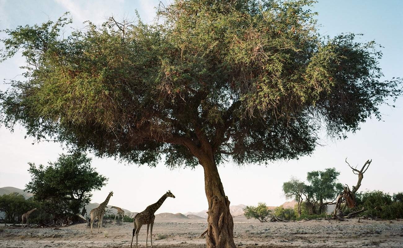 Giraffen im Kaokoland