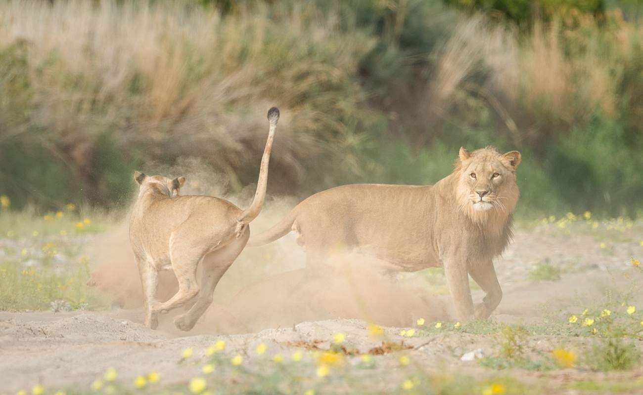 Wüstenangepasste Löwen in Namibia