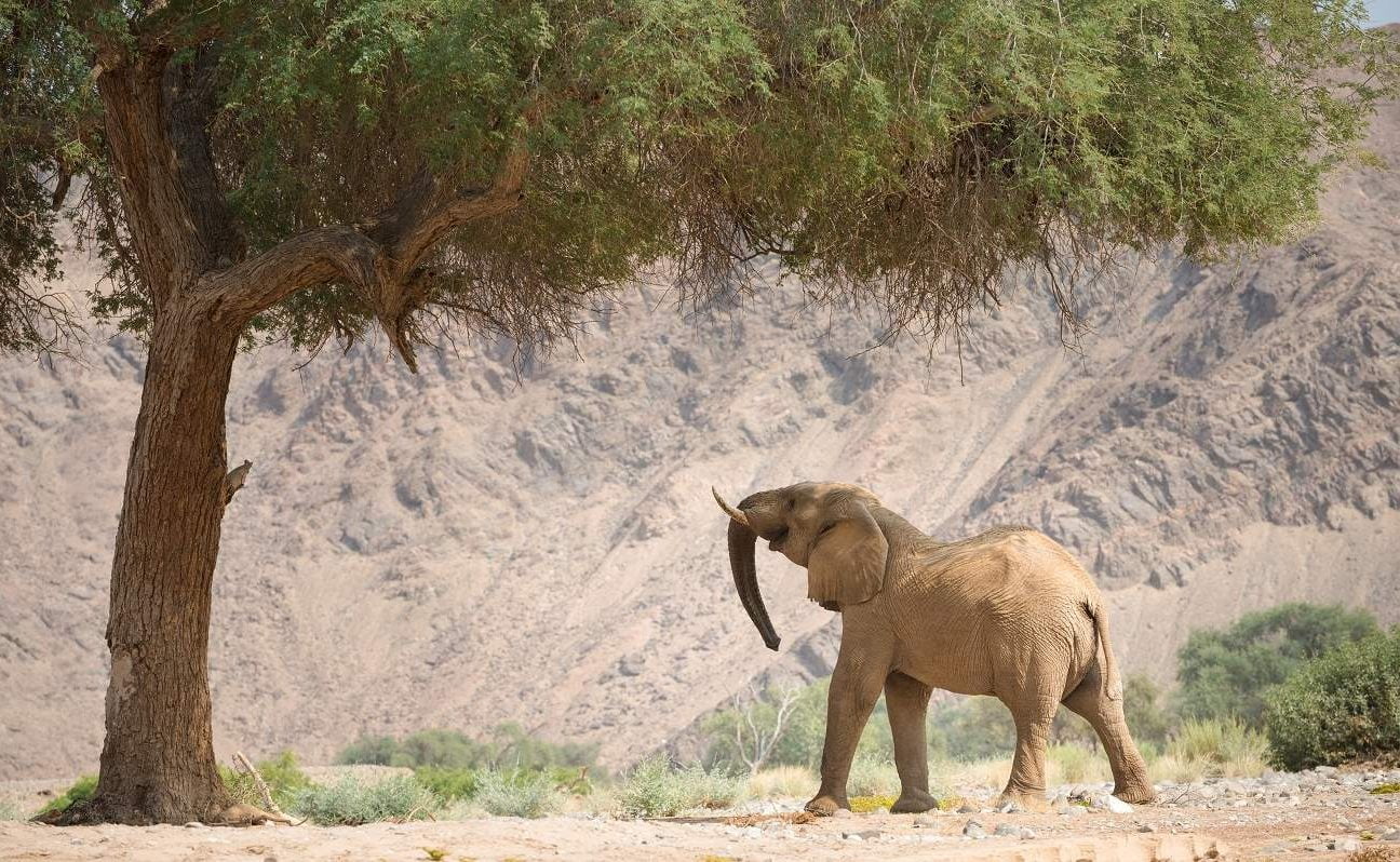 Wüstenangepasste Elefanten in Namibia