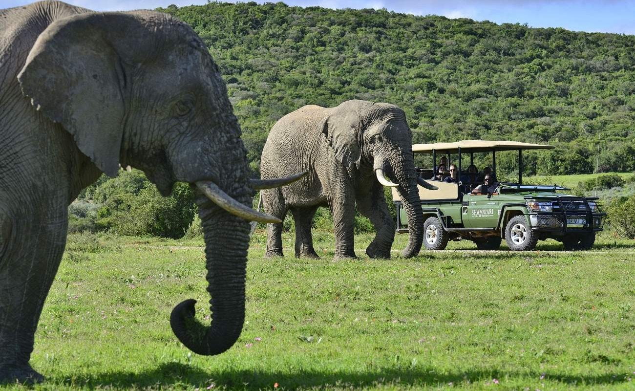 Elefanten im Sharmwari Game Reserve