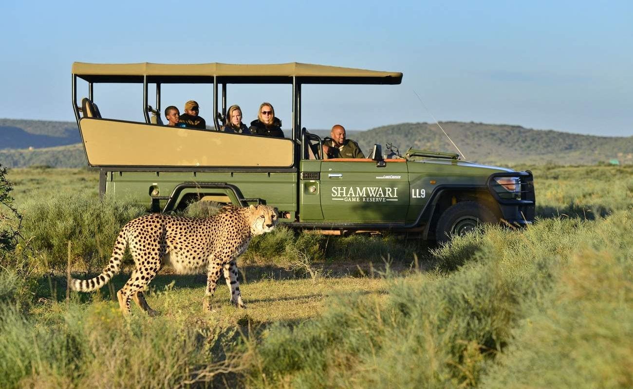 Ein Gepard in Shamwari