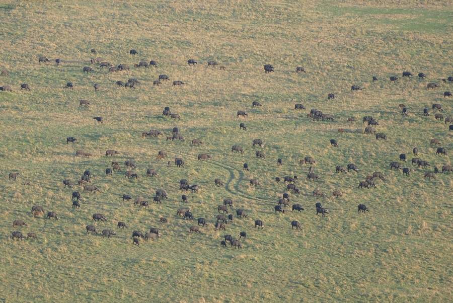 Gnuherde in der Masai Mara