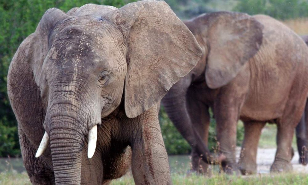 Amakhala Game Reserve