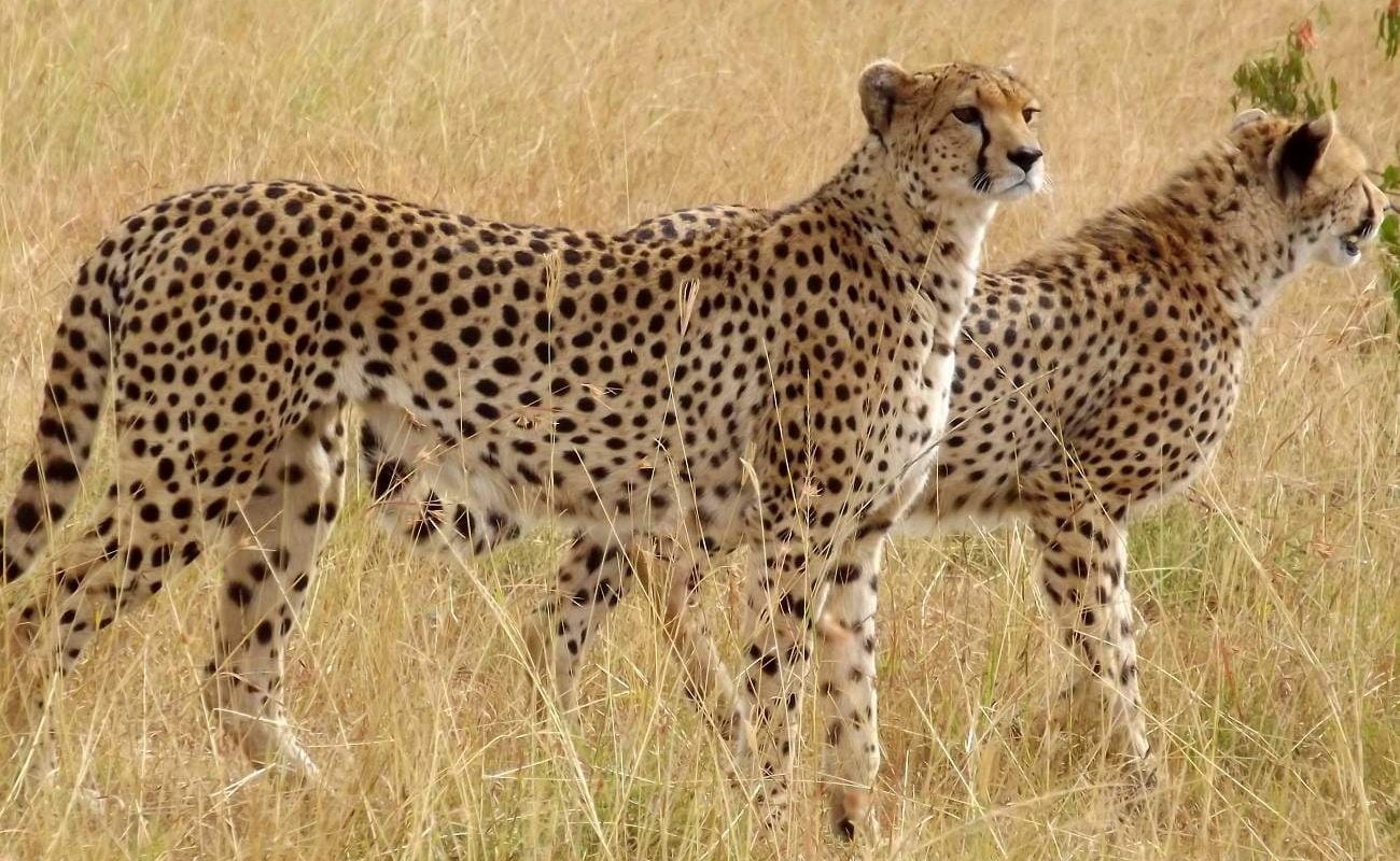 Geparden in der Naibosho Conservancy