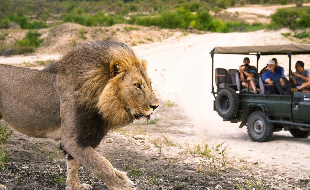 Löwe im Sabi Sands Gebiet