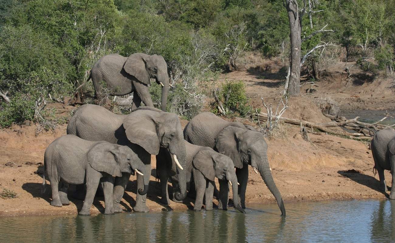 Elefanten am Krüger Nationalpark