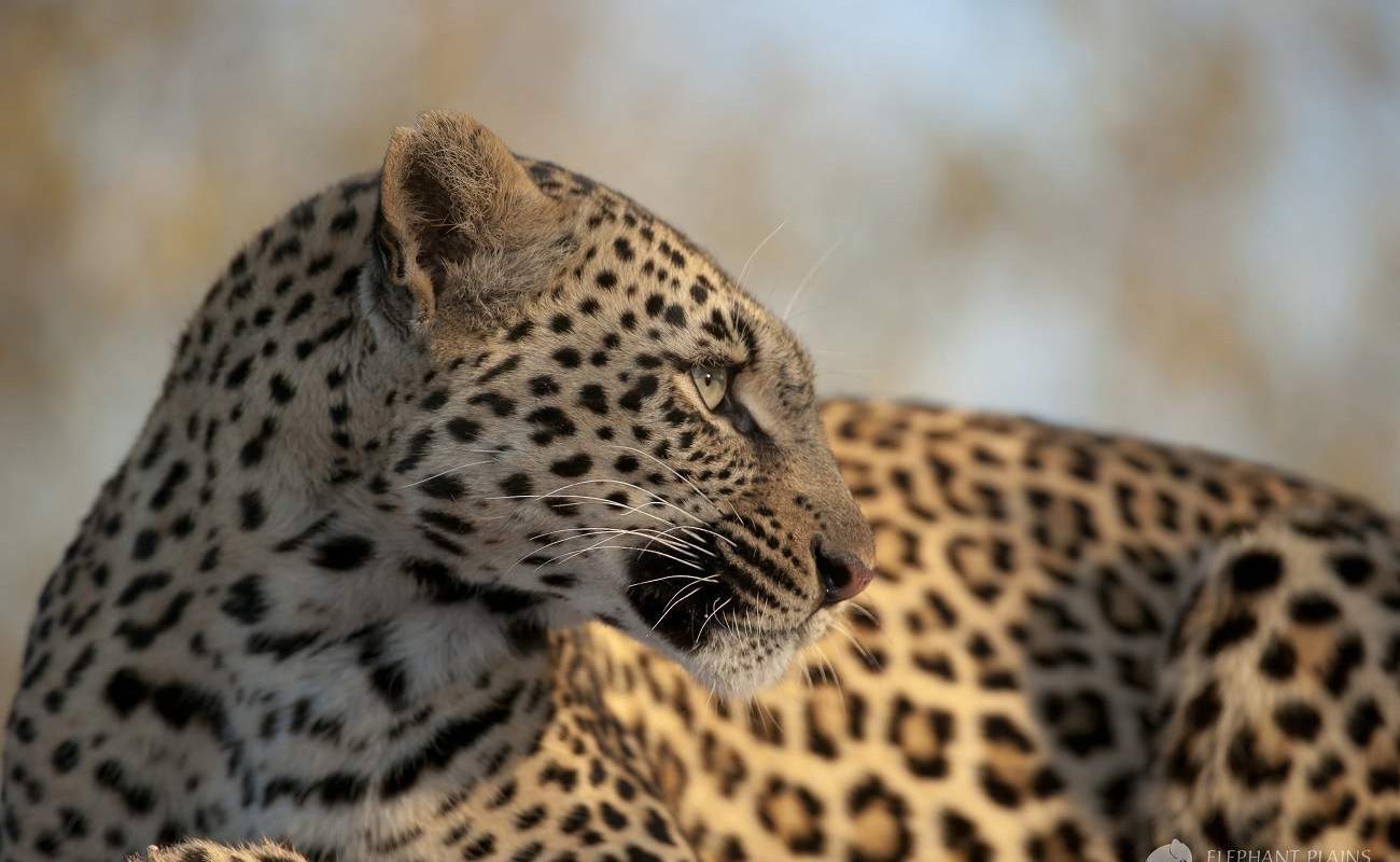 Leopard im Krüger