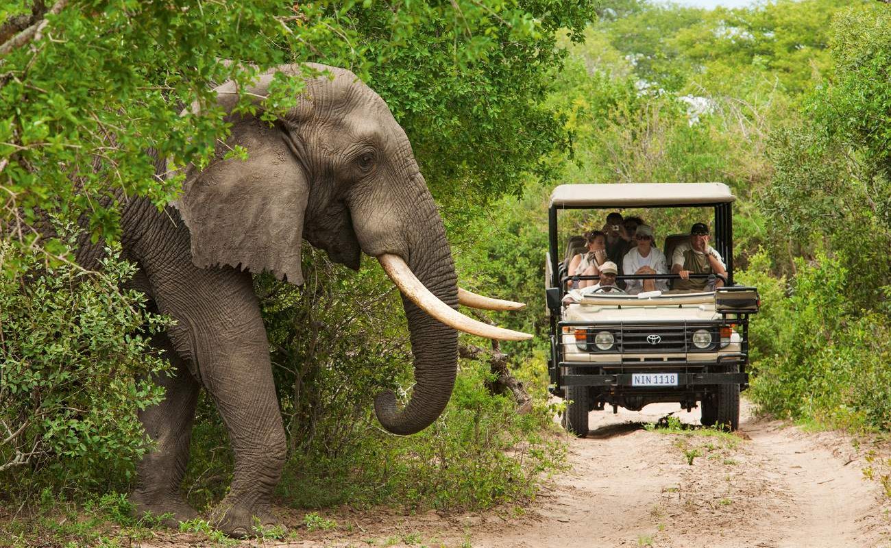 Pirschfahrt beim Krüger Nationalpark